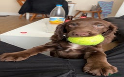 Cocker Spaniel dogs for sale: A beautiful chocolate cocker spaniel girl - Image 3