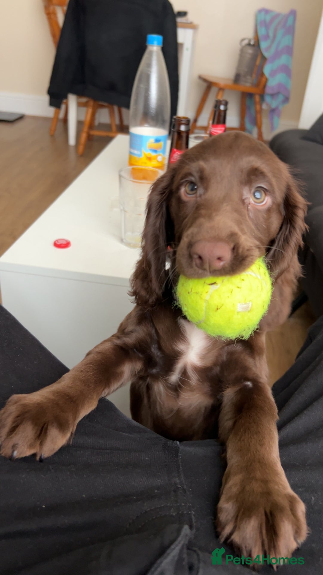 Cocker Spaniel dogs for sale: A beautiful chocolate cocker spaniel girl - Image 3