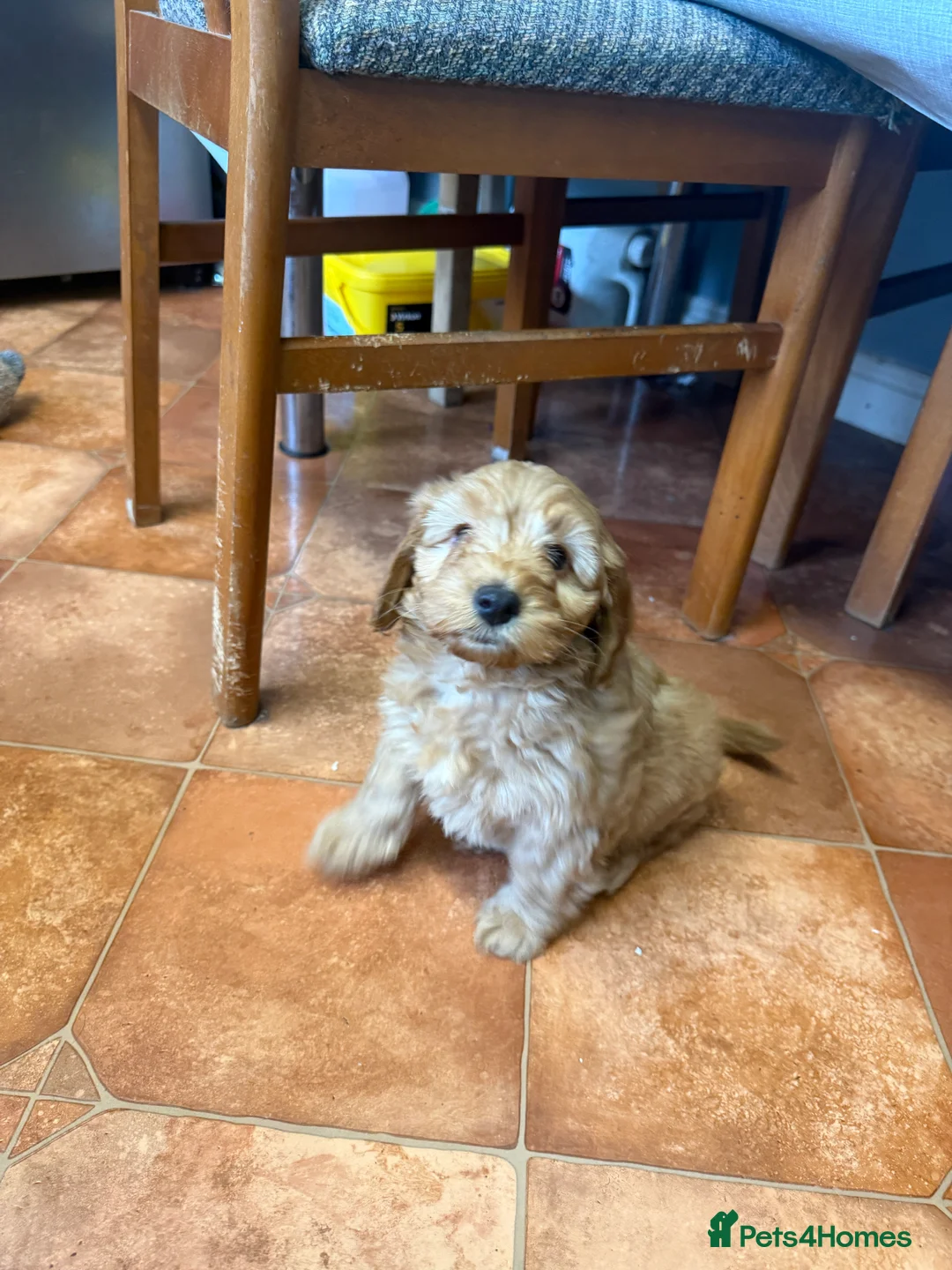 Cockapoo dogs for sale: Beautiful Health Tested Cockapoo Puppies - Advert 14