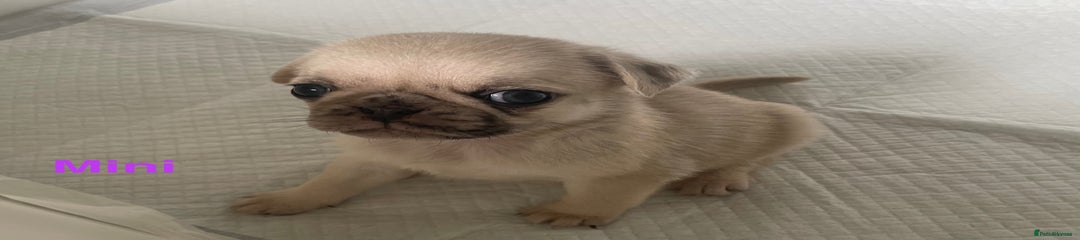 Pug Puppy 2