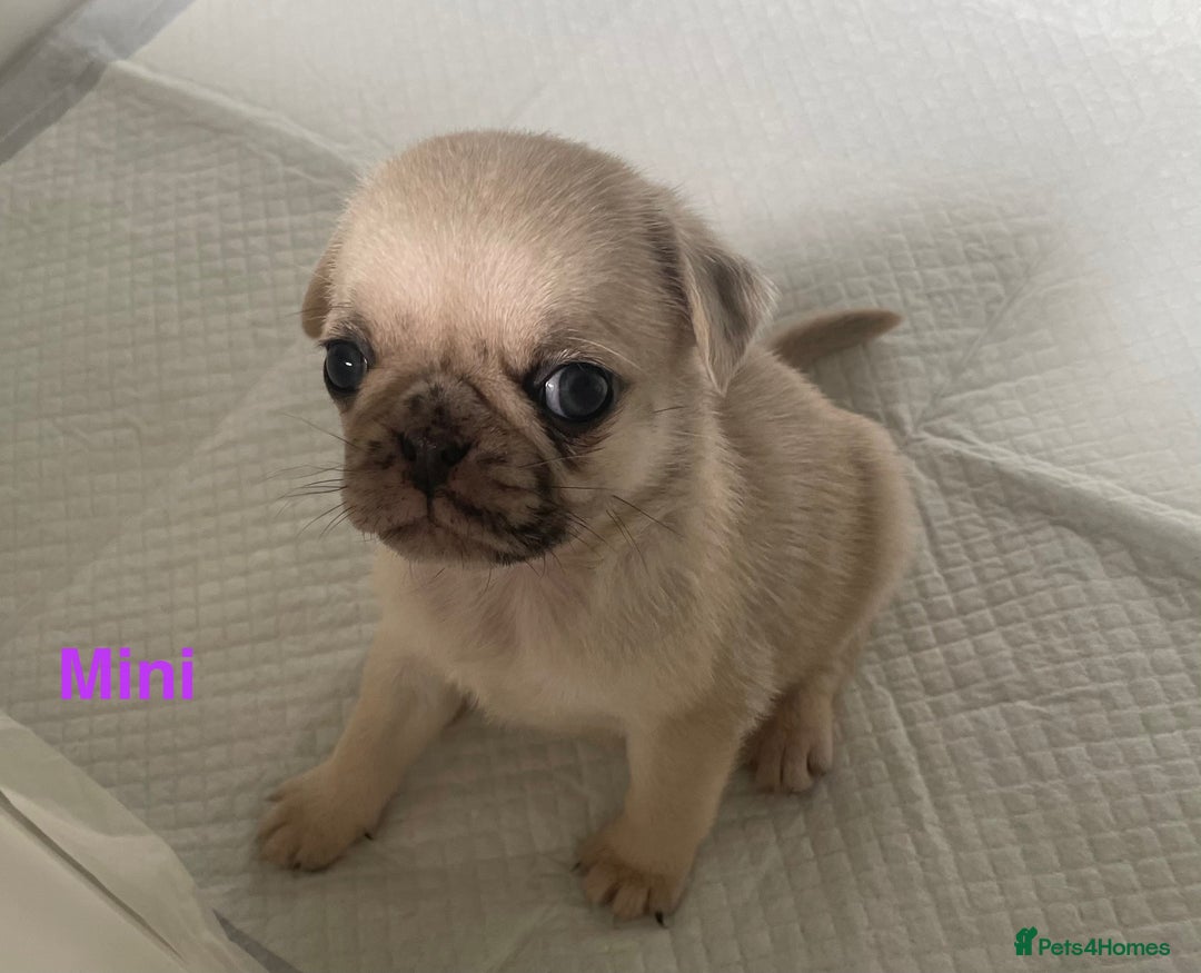 Pug dogs for sale: Pug Puppies  - Image 5