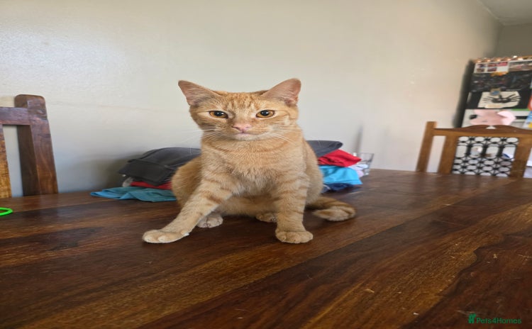 Mixed Breed cats - Advert 14