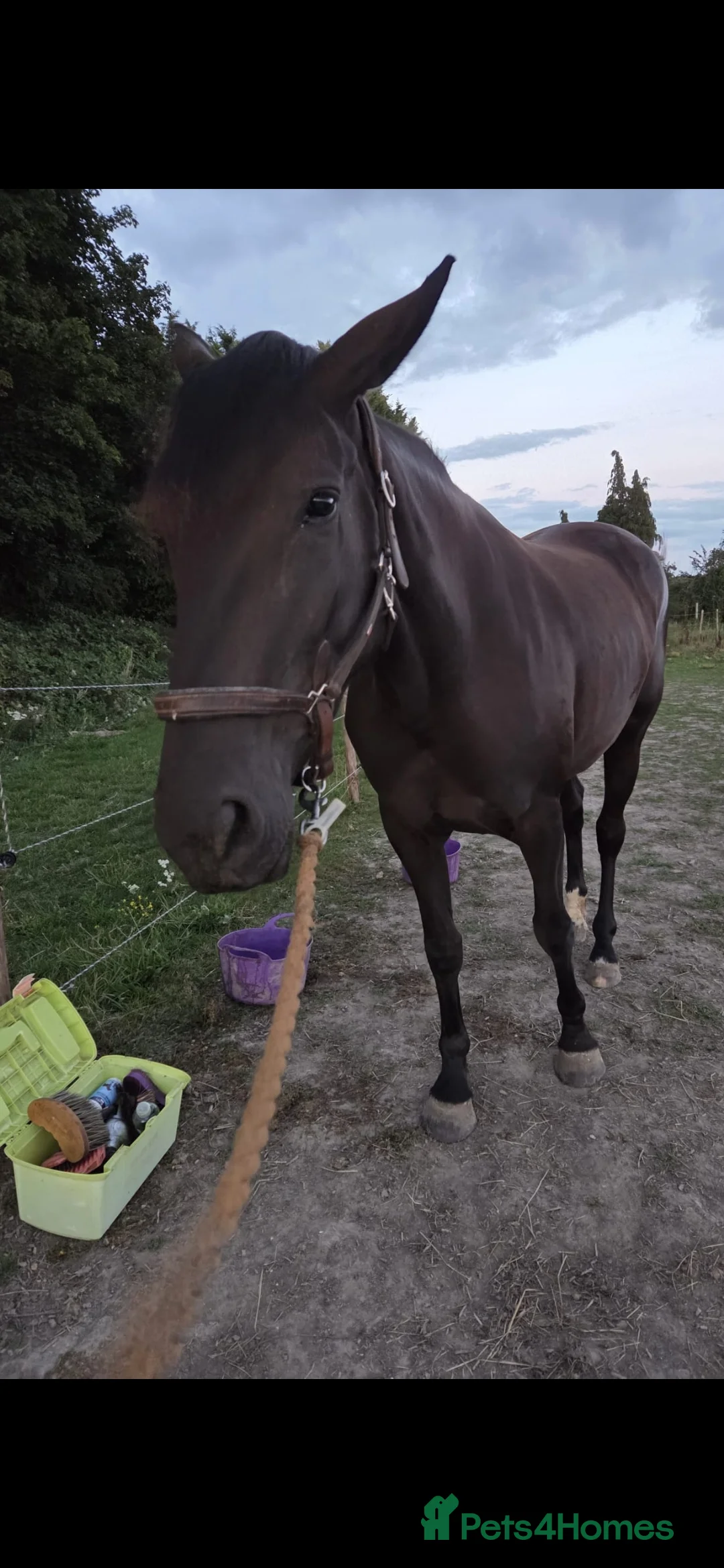 Irish Sports horses for sale: ISH filly in Brandon - Advert 2