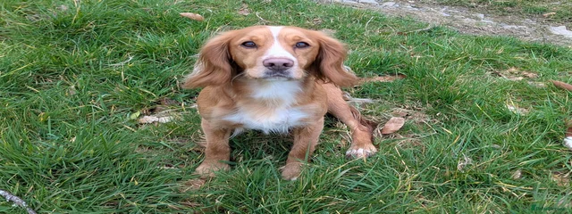 Daisy