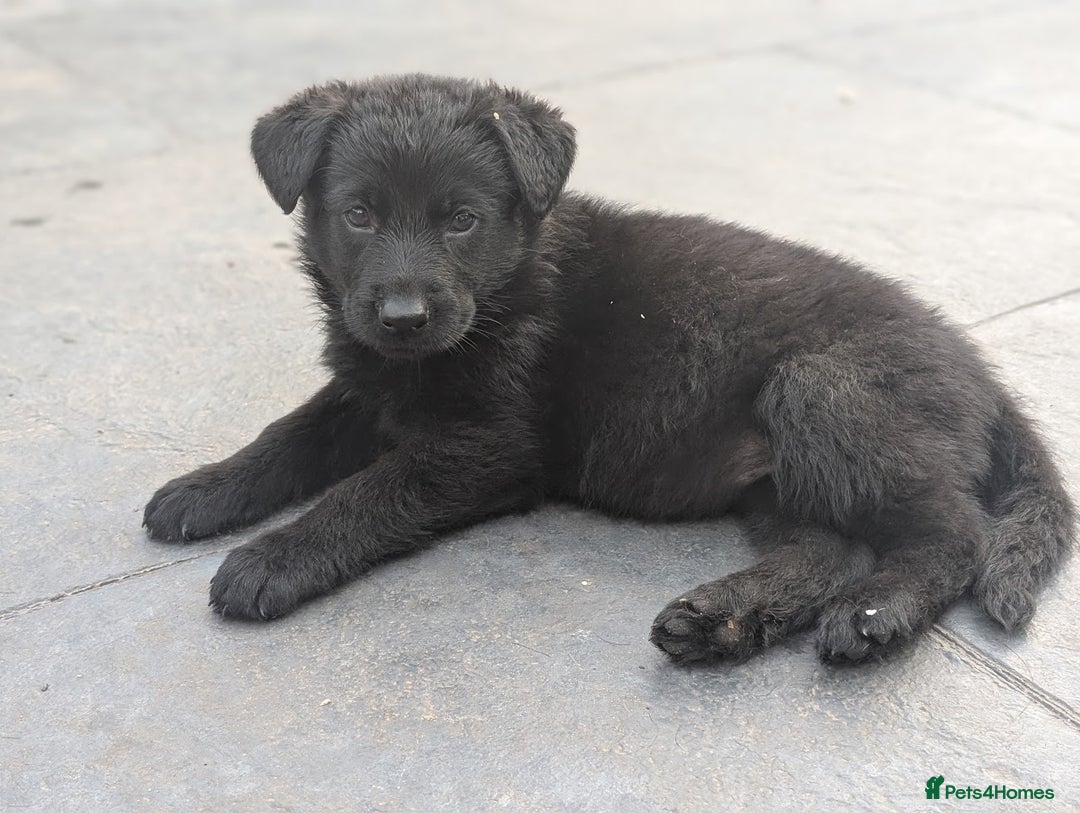 German Shepherd dogs for sale: Gorgeous German Shepherd Puppies - Image 1