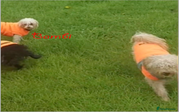 Poochon dogs for sale: Bambi and her mum Poppy need a new loving Family - Image 6