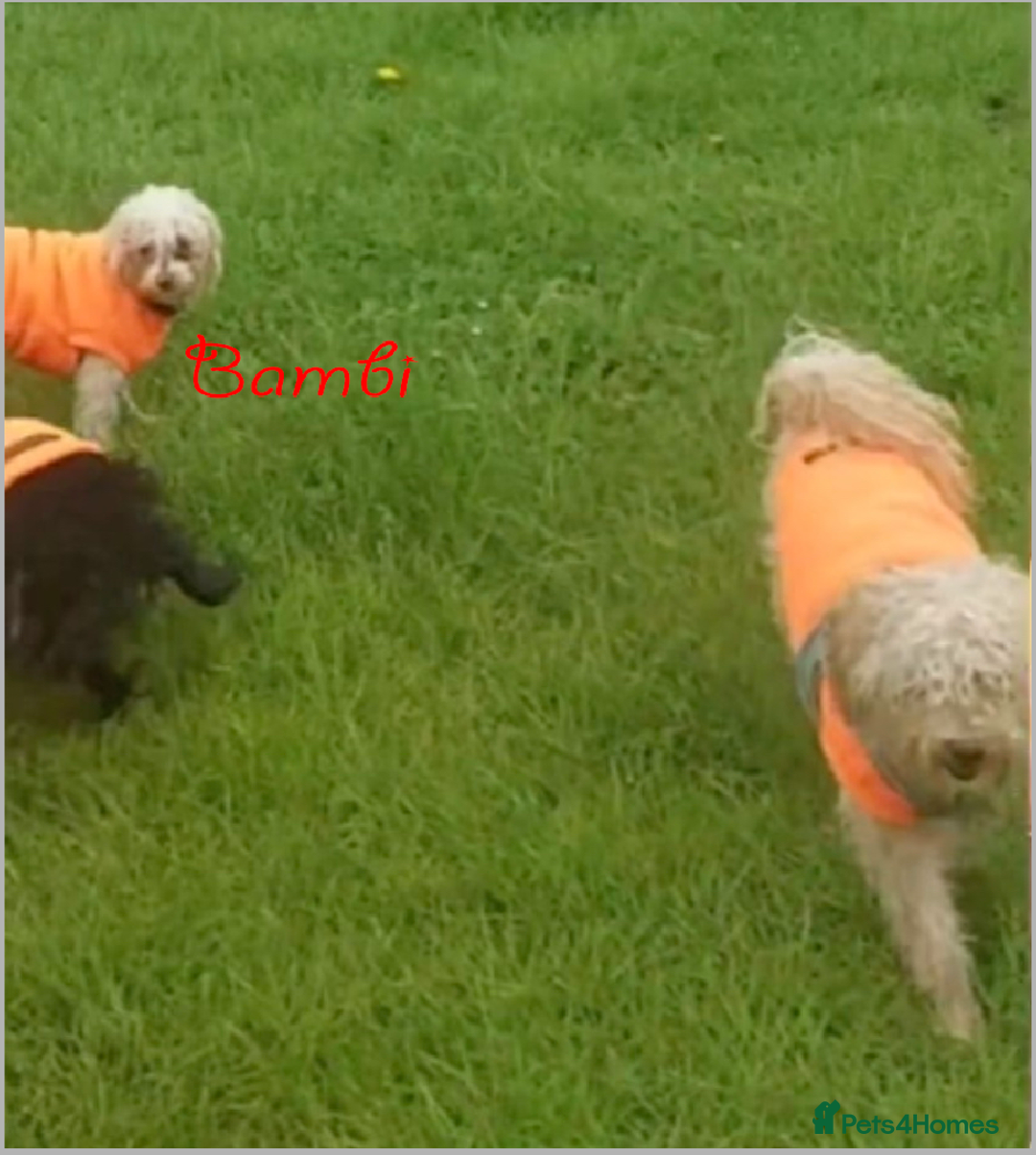 Poochon dogs for sale: Bambi and her mum Poppy need a new loving Family - Image 6