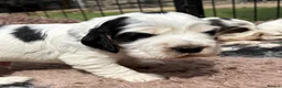 Cocker Spaniel dogs for sale: Quality KC babies - extensive health tests clear - Advert 15