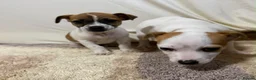 Jack Chi dogs for sale: Beautiful Jack Chi puppies for sale  in Leighton Buzzard - Advert 4