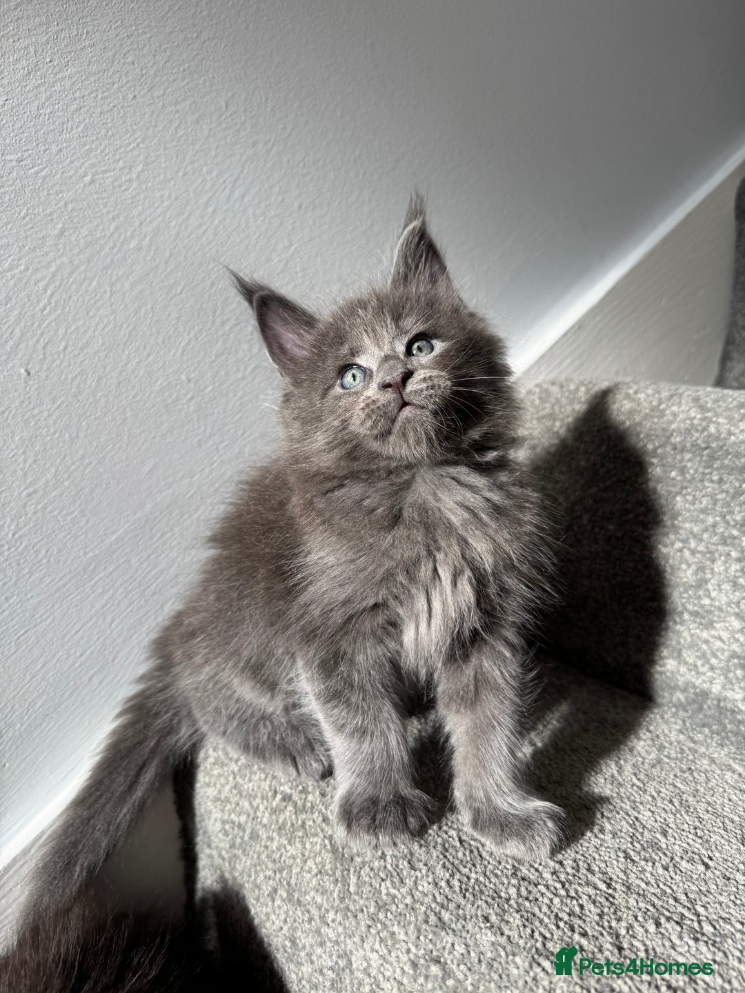 Maine Coon cats for sale: Pedigree Maine Coon Kittens – Blues & Smokes - Advert 14