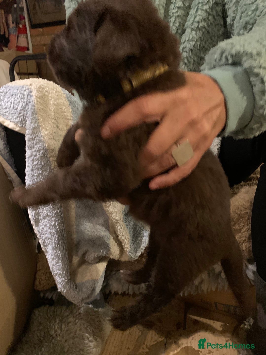Newfoundland dogs for sale: ✨ Stunning Chocolate Newfoundland Puppies ✨ - Image 17