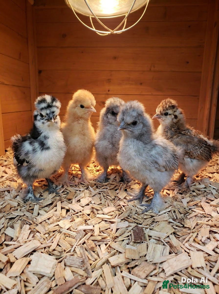 Chickens poultry  silkie chick's, polish chick's Available  - Advert 20