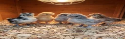 Chickens poultry for sale:  silkie chick's, polish chick's Available  - Advert 1