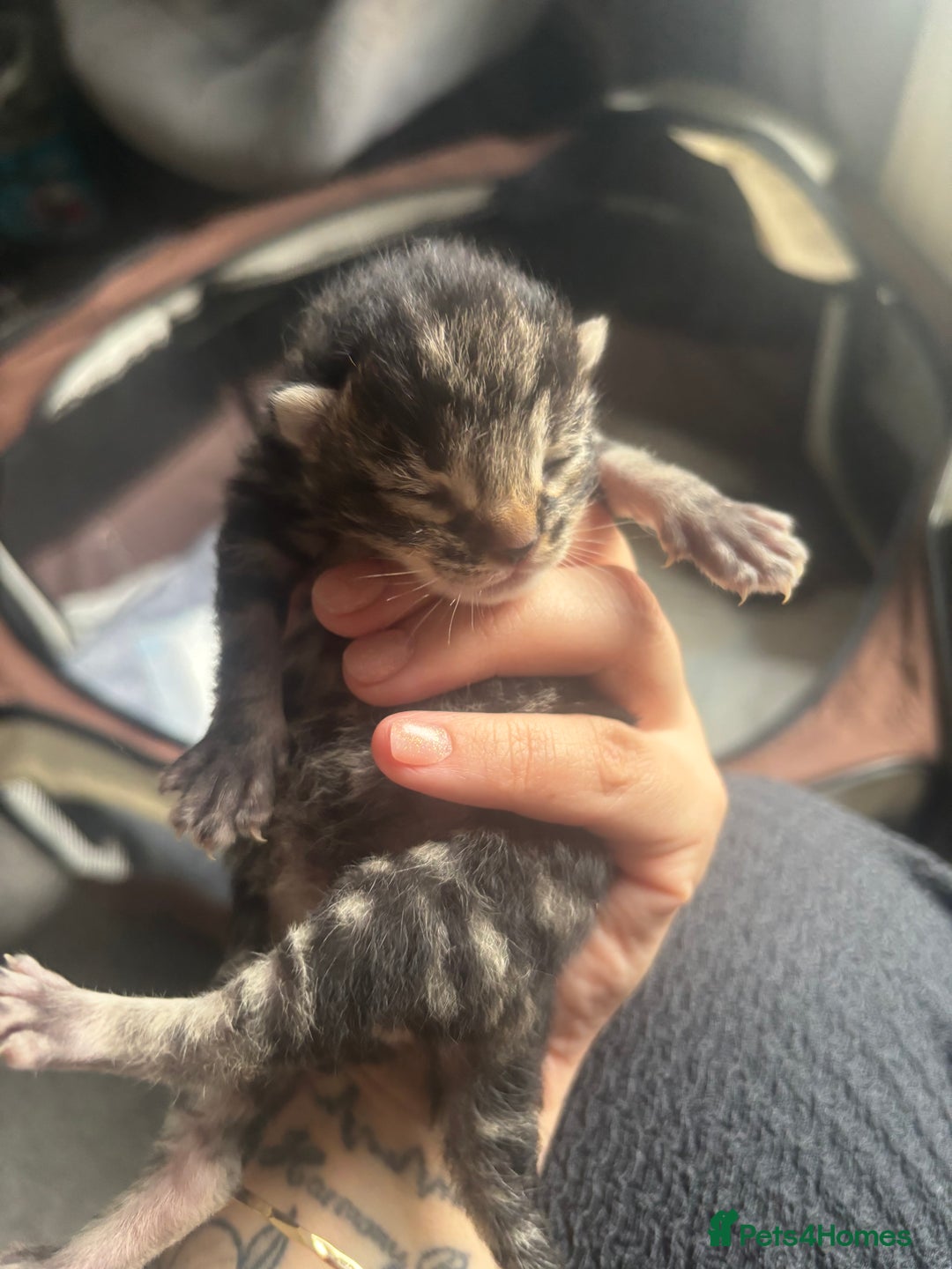 Mixed Breed cats for sale: Beautiful tabby kittens - Image 2