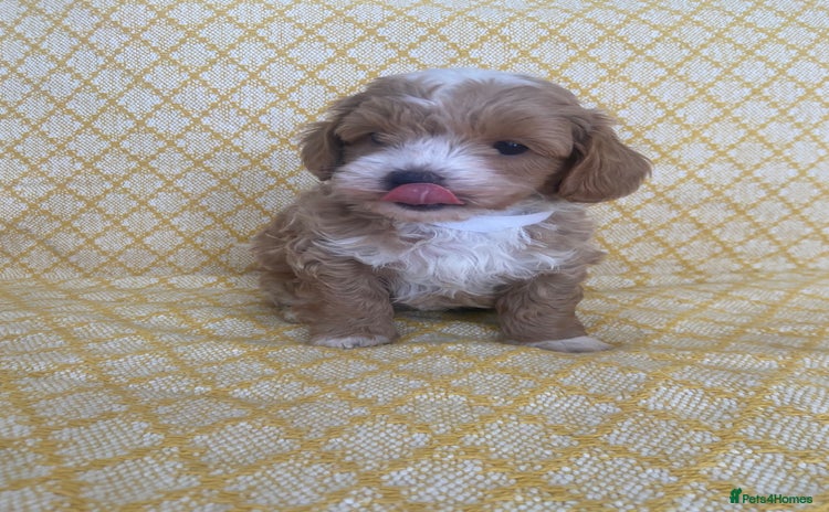 Maltipoo dogs - Advert 5