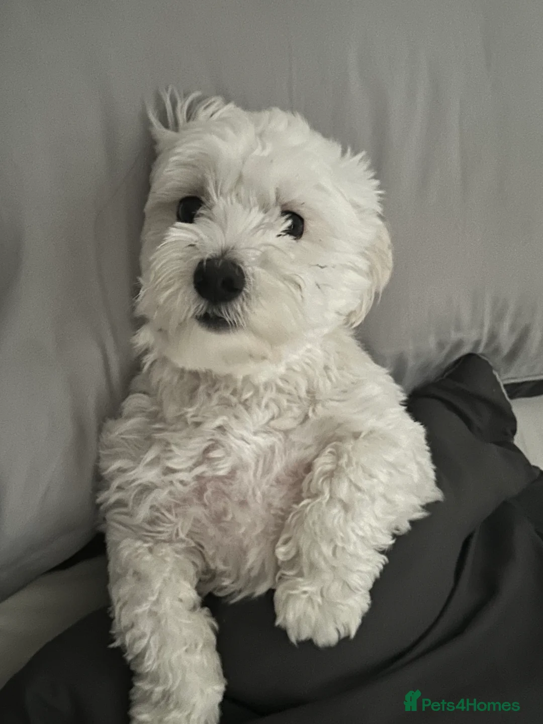 Maltese dogs for sale: Maltese Boy for Sale (4 years old) - Advert 20