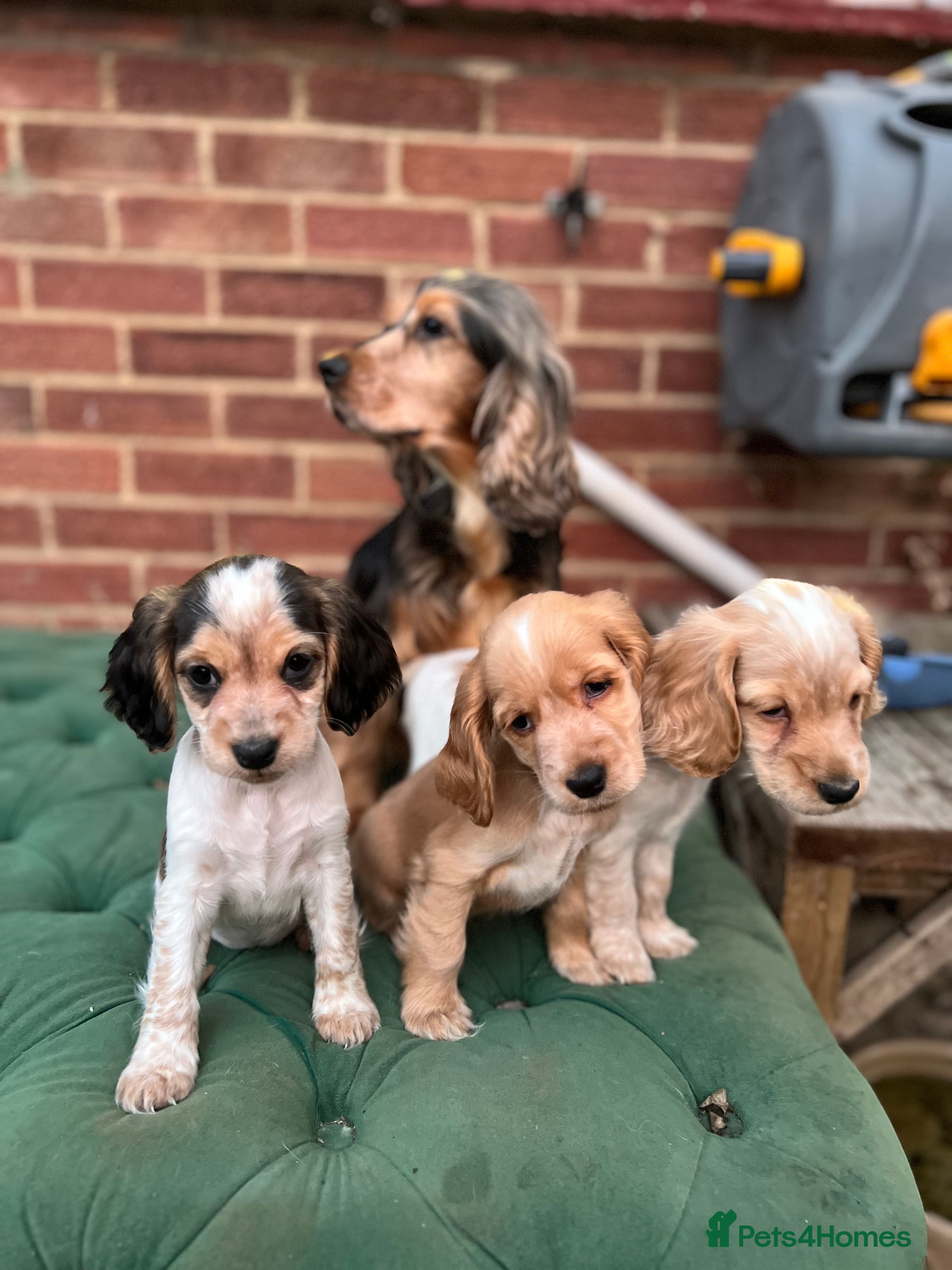 Cocker Spaniel dogs Show type cocker spaniel puppies - Advert 12
