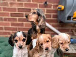 Cocker Spaniel dogs Show type cocker spaniel puppies - Advert 12