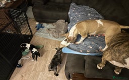 English Bull Terrier dogs for sale: English Bull Terrier Pups(Small Umbilical Hernias) - Image 11