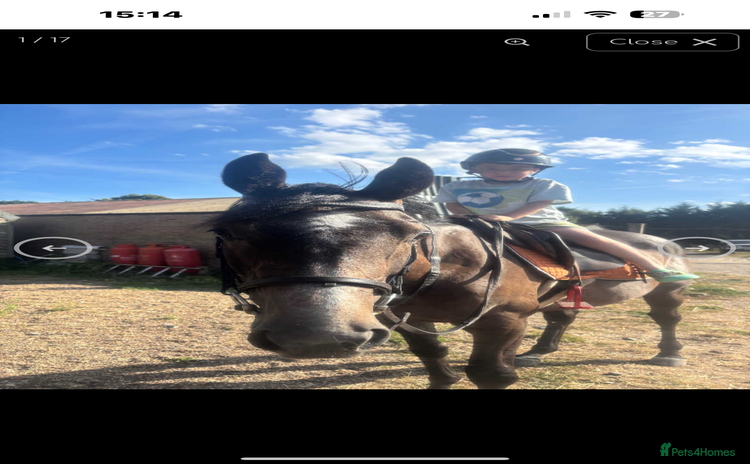 Irish Thoroughbred horses - Advert 1