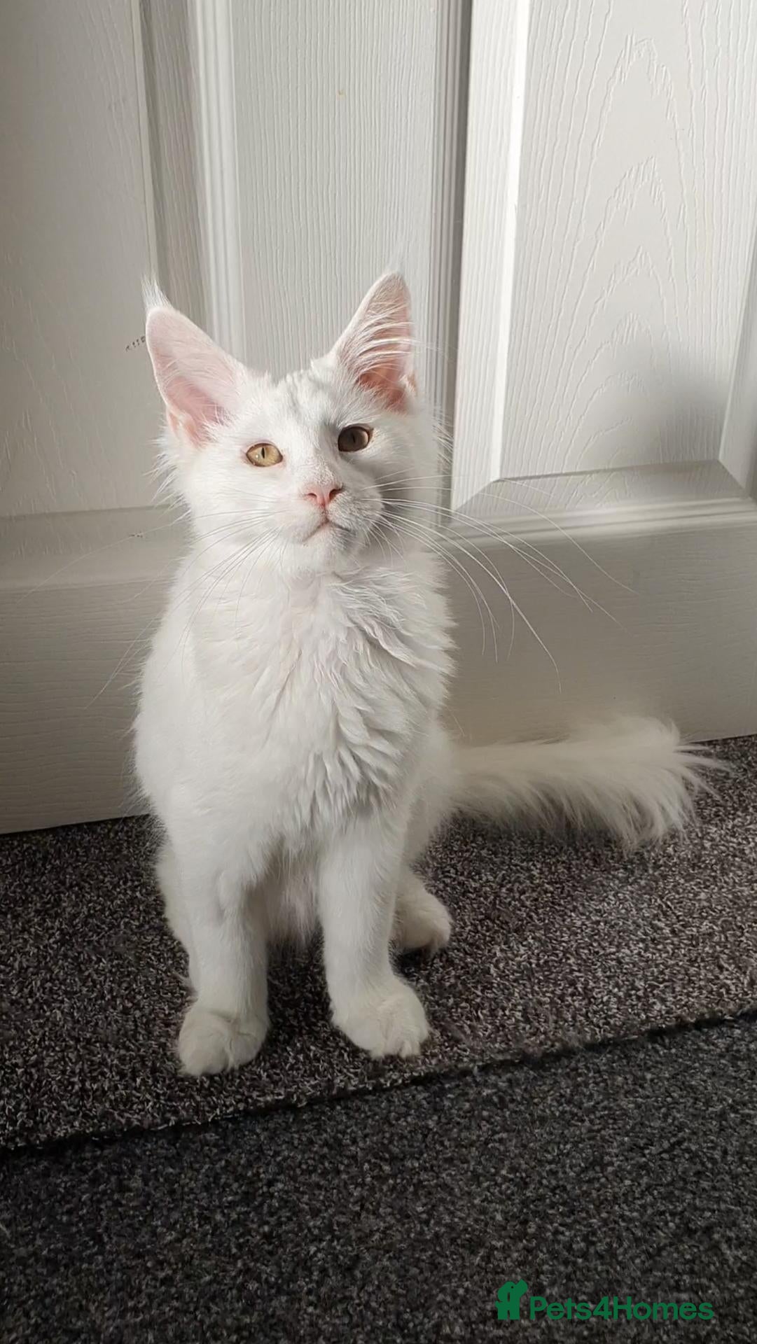 Maine Coon cats Only one white boy left pure maine coon - Advert 1