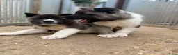 Akita dogs for sale: KC Reg American Akita puppies - Advert 3