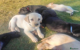 Labrador Retriever dogs for sale: Labrador puppies KC reg  - Image 14