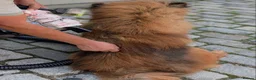 Chow Chow dogs for sale: Male Chow Chow  in Gerrards Cross - Advert 3