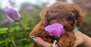Toy Poodle dogs - Advert 8