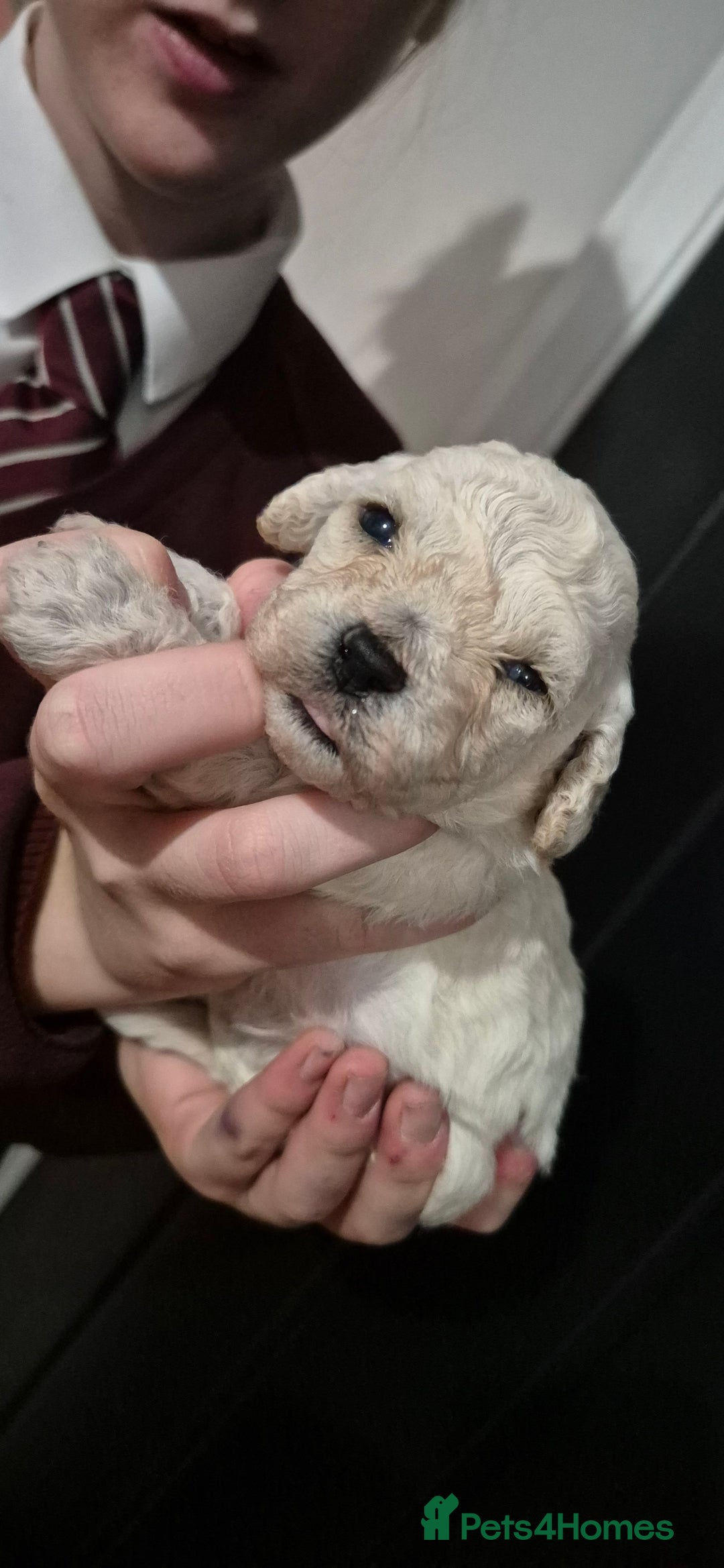 Mixed Breed dogs for sale: Gorgeous cavapoochon puppies - Advert 19