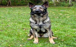 German Shepherd dogs for sale: Liverpool - Superb 2YO Bitch, Active Companion - Image 2