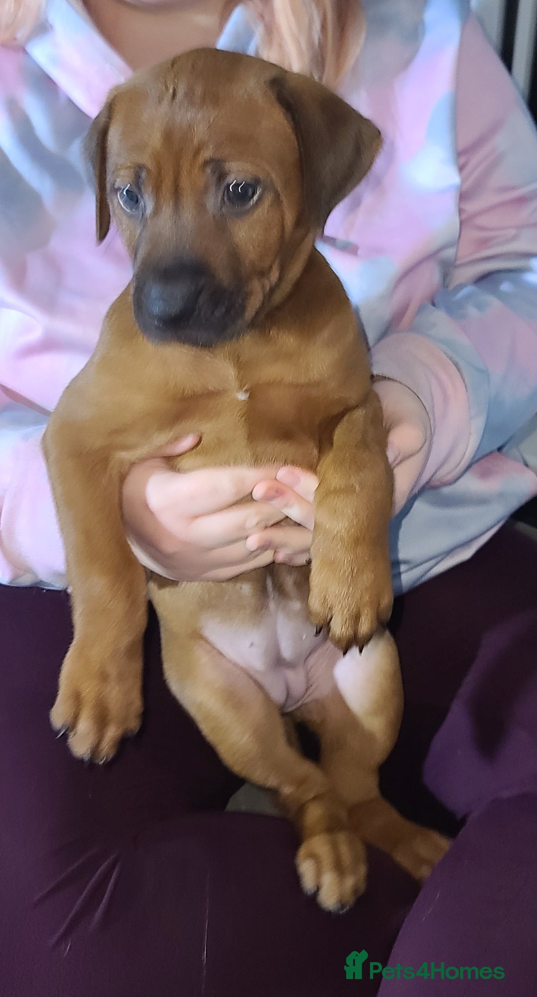 Rhodesian Ridgeback dogs for sale: Super chunky Rhodesian Ridgeback puppy - Image 7