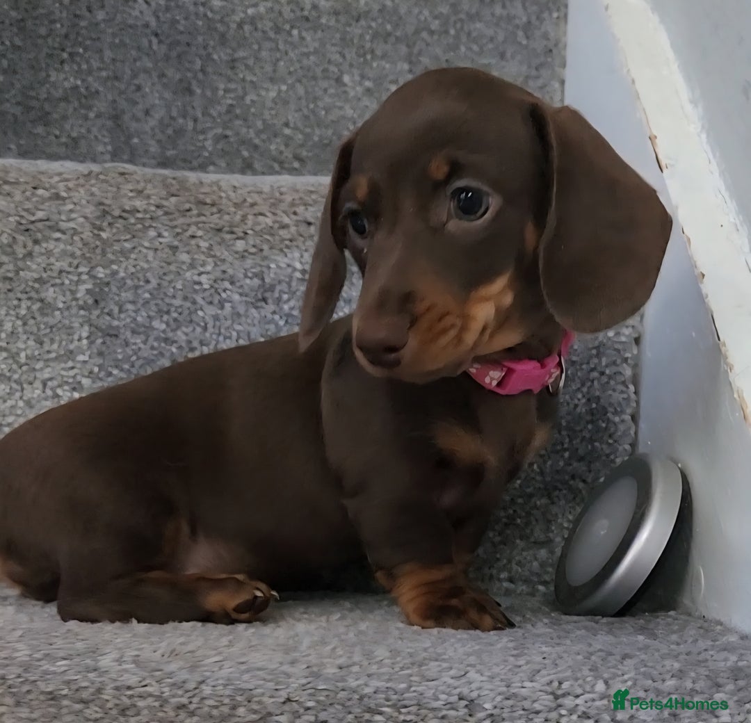 Miniature Dachshund dogs for sale: 🩷2 BABIES LEFT🐶READY TODAY🐶HAD 1ST/2ND JAB🩵 in Chorley - Image 25