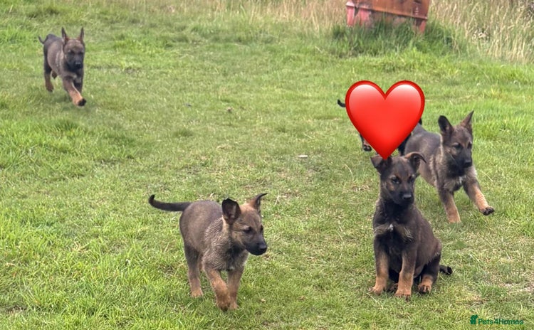German Shepherd dogs - Advert 13