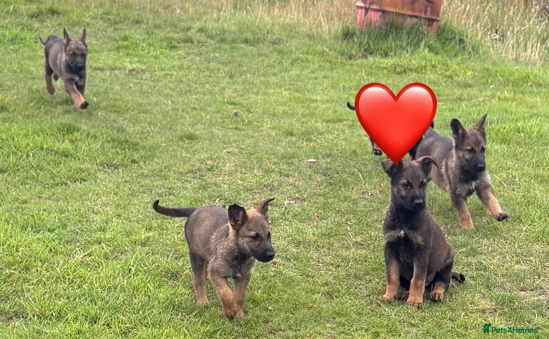 German Shepherd dogs for sale: German shepherd  - Image 1