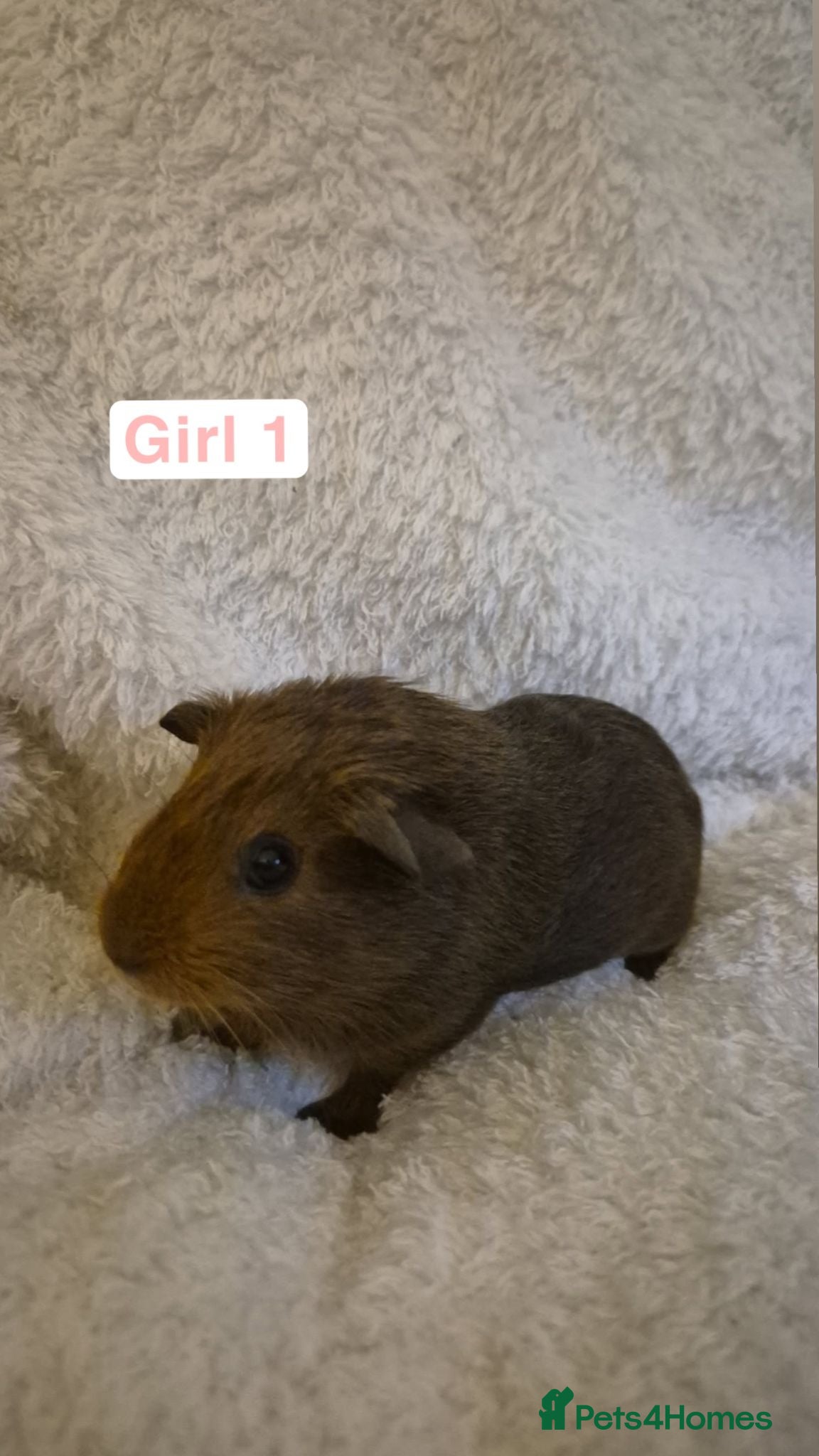 Guinea Pig rodents Abyssinian x californian guinea pigs - Advert 1