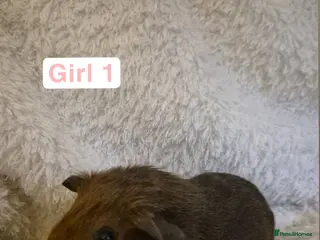 Guinea Pig rodents Abyssinian x californian guinea pigs - Advert 1