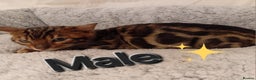 Bengal cats for sale: Kittens Bengal Pedigree tree blood line - Advert 5