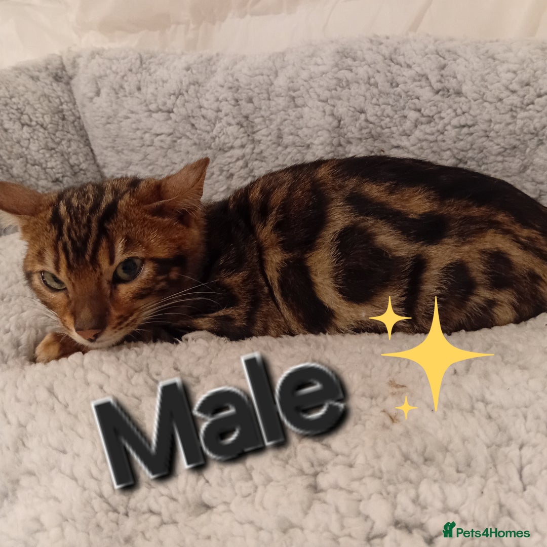 Bengal cats for sale: Kittens Bengal Pedigree tree blood line - Advert 5
