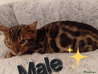 Bengal cats Kittens Bengal Pedigree tree blood line - Advert 12