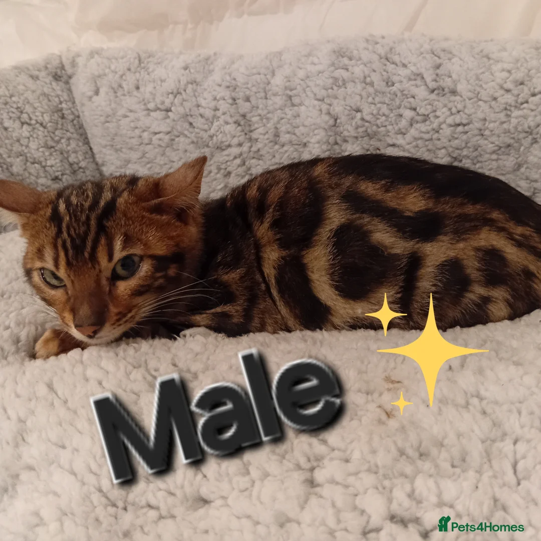 Bengal cats for sale: Kittens Bengal Pedigree tree blood line - Advert 1