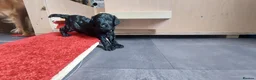 Cockapoo dogs for sale: Cockapoos Ready To Go🐾 in Cwmbran - Advert 6