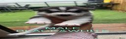 Siberian Husky dogs for sale: PURE SIBERIAN HUSKY PUPS - Advert 16