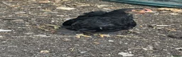 Chickens poultry for sale: Believed Male Pekin Bantam chick - Advert 4
