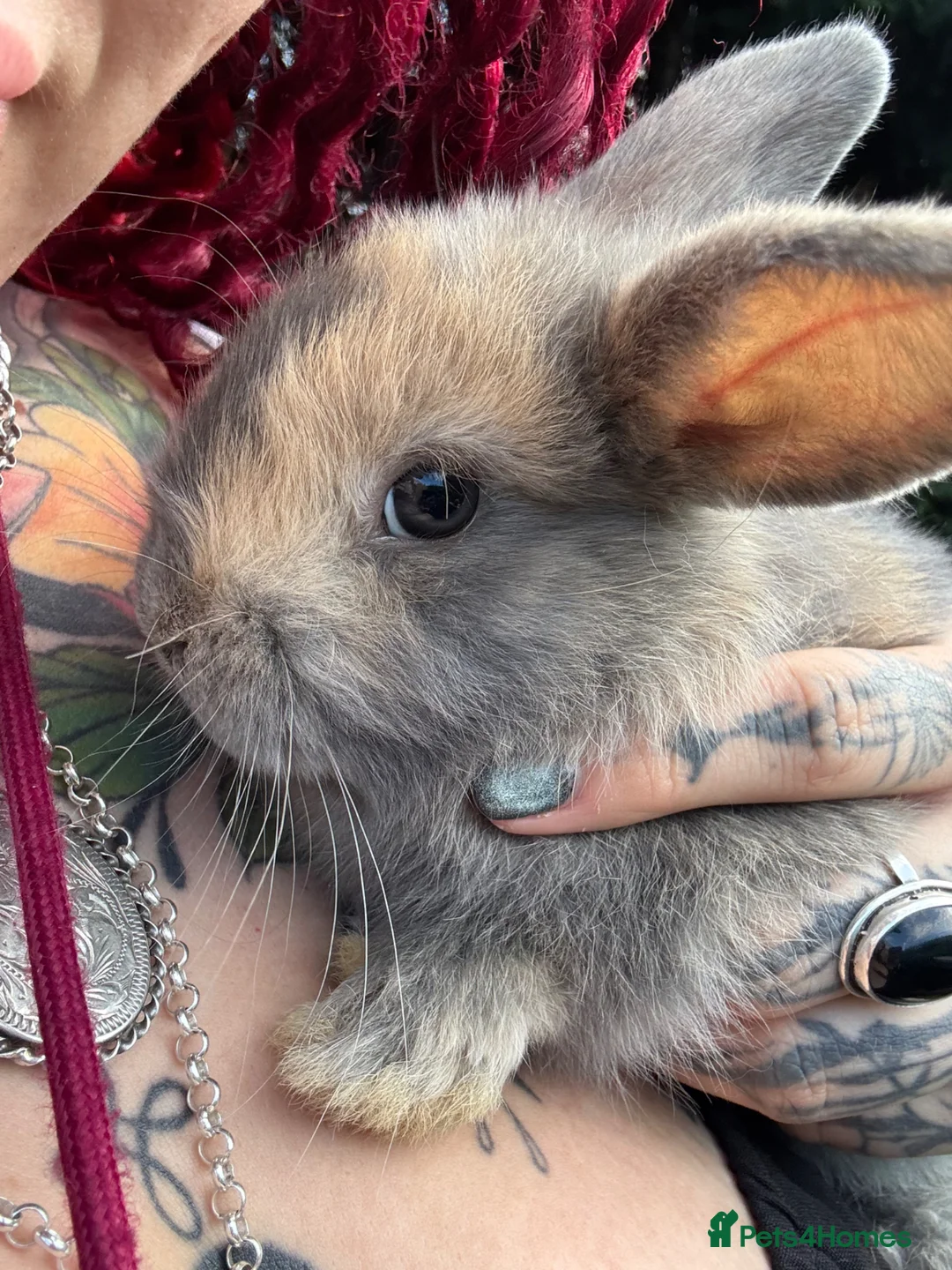 Harlequin rabbits for sale: Gorgeous harlequin mini lops - Advert 34