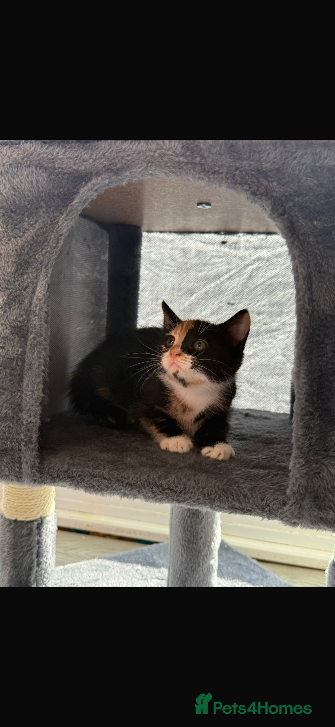 Mixed Breed cats for sale: Beautiful litter of kittens  - Image 10
