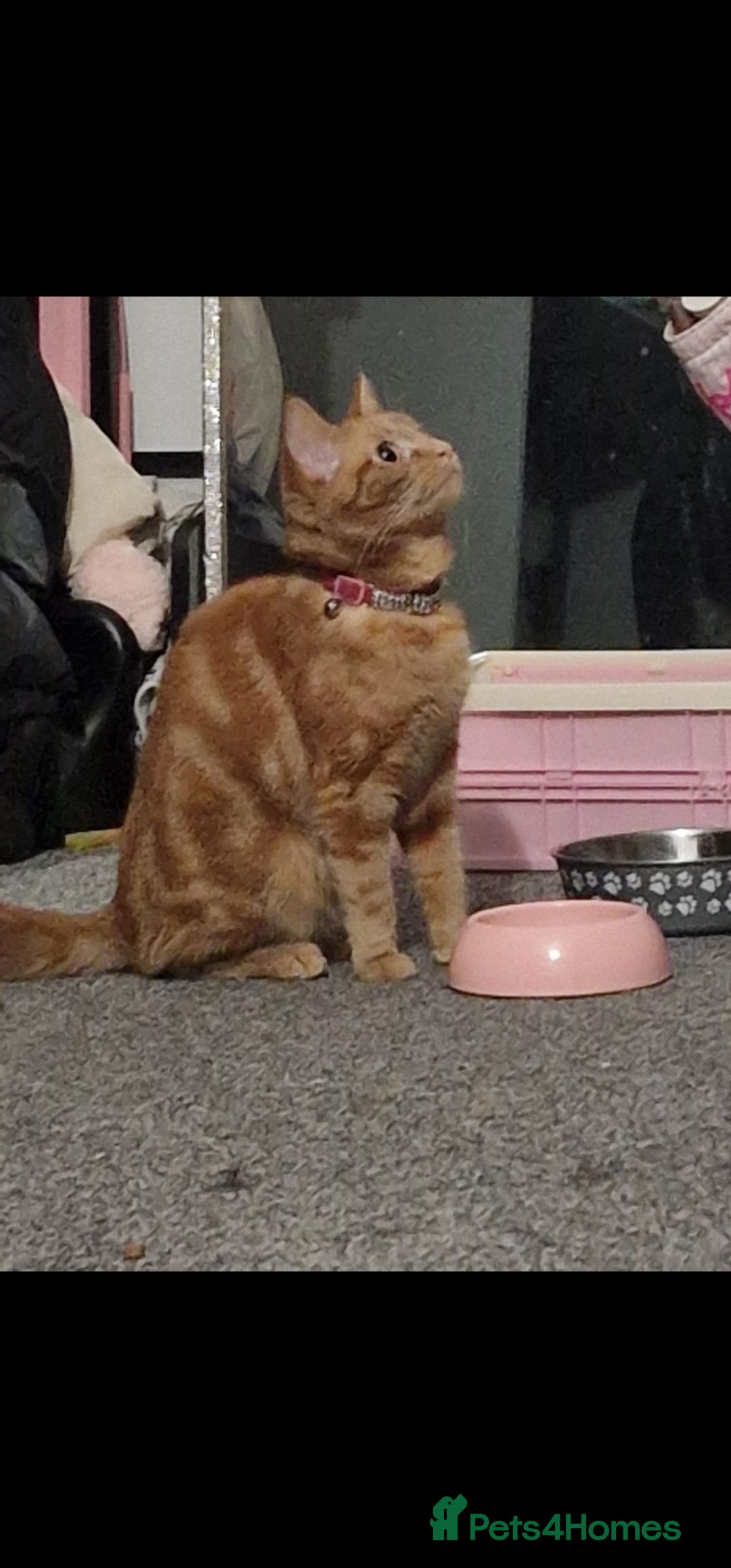 Mixed Breed cats for sale: Ginger female - Advert 2