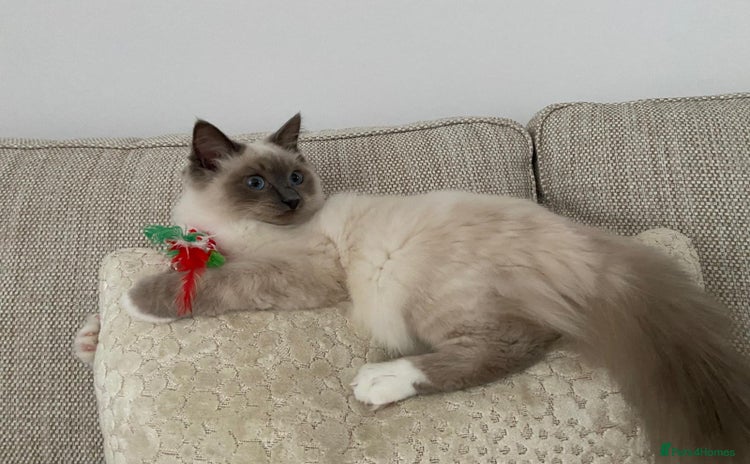 Ragdoll cats - Advert 16