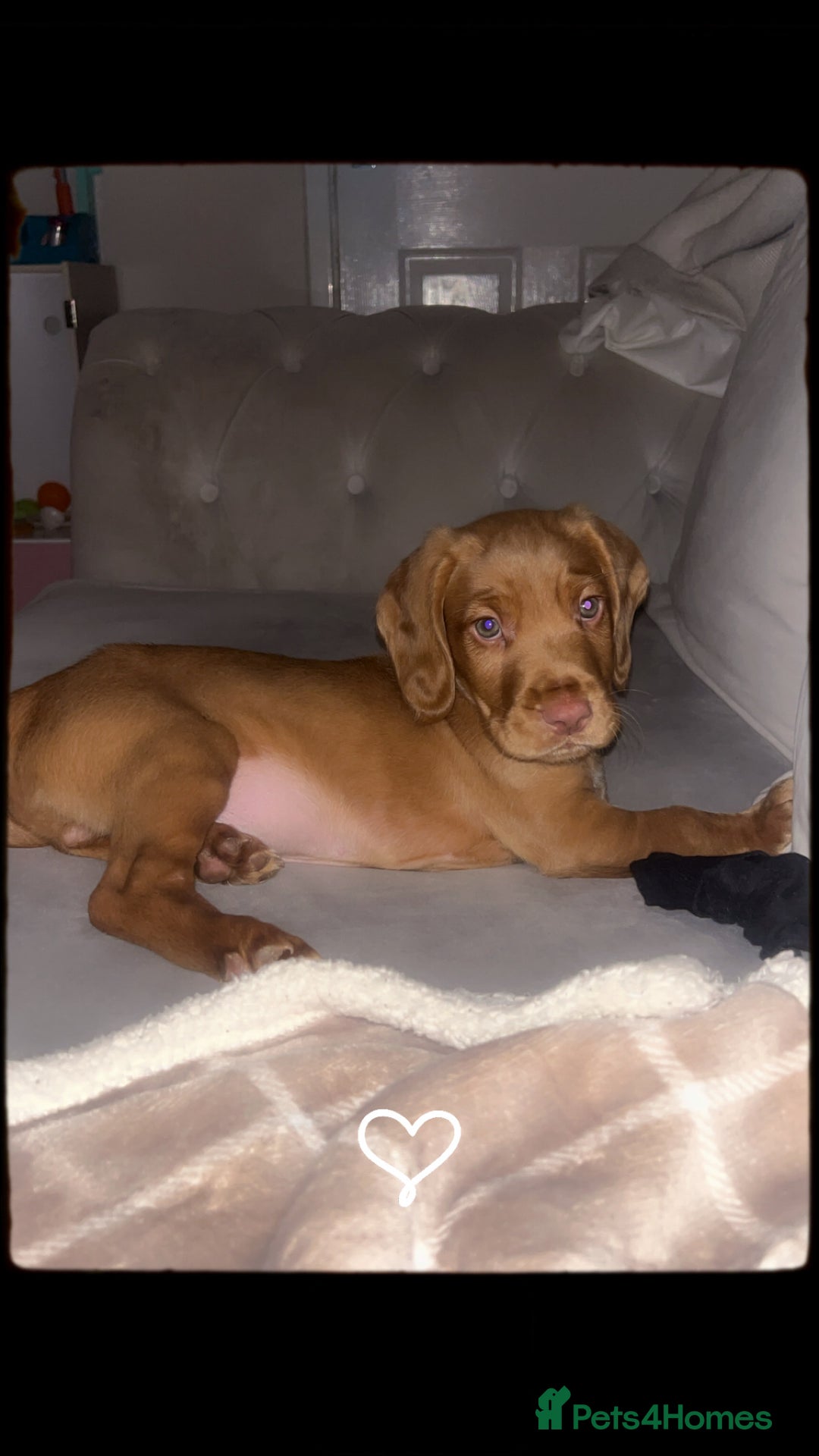 Cockerdor dogs for sale: 12 week cockerdor  - Advert 6