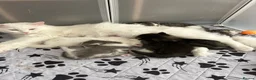 Persian cats for sale: Beautiful kittens  - Advert 13